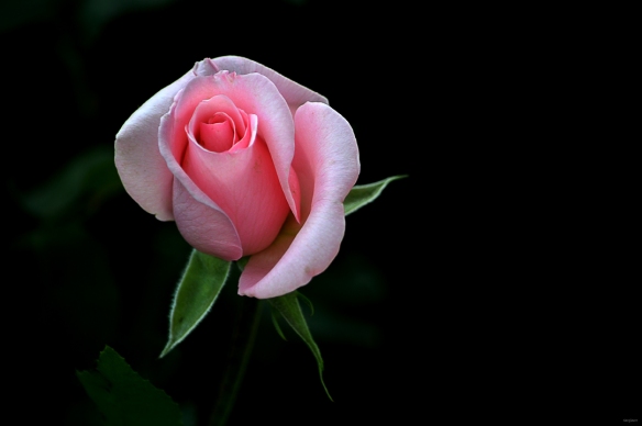 "Rosa rosae..."
